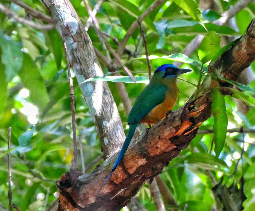Casa Da Arvore, Sonho Na Amazonia, 2Min A Pe Da Praia Alter do Chao Bagian luar foto