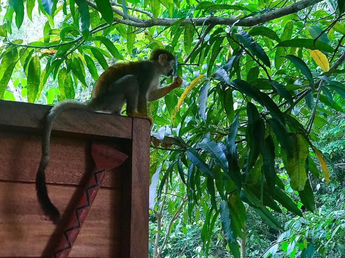 Casa Da Arvore, Sonho Na Amazonia, 2Min A Pe Da Praia Alter do Chao Bagian luar foto